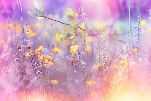 Gelbe Wiesenblumen mit Farbfiltern — Stockfoto