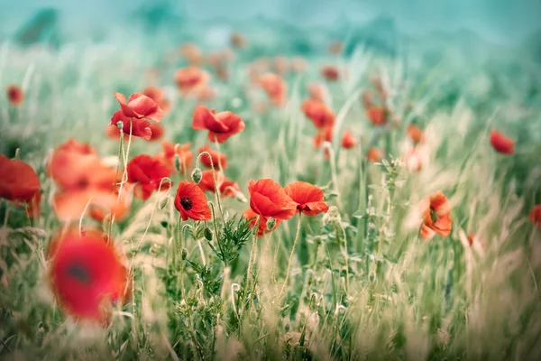 Fiori di papavero selvatico — Foto Stock