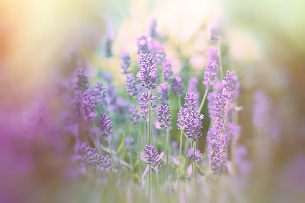Lavendel blommor i trädgården — Stockfoto