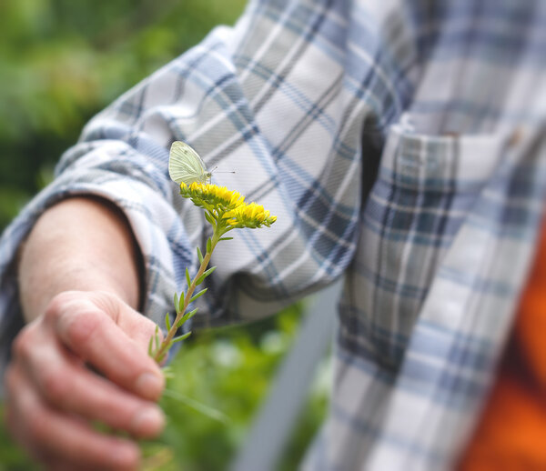 Butterfly on yellow flower