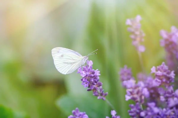 Farfalla bianca sul fiore di lavanda — Foto Stock