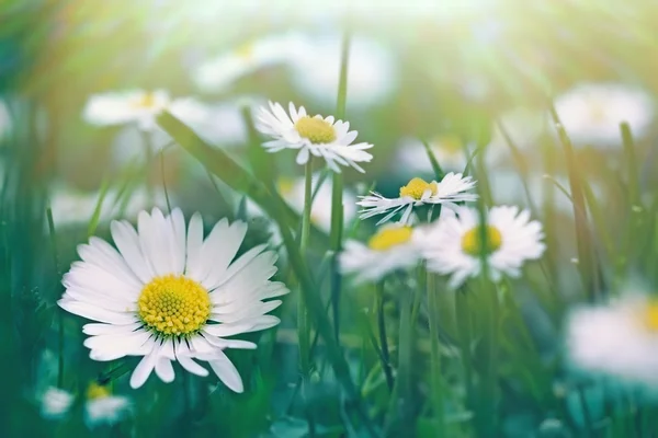 Madeliefjebloemen in weide — Stockfoto