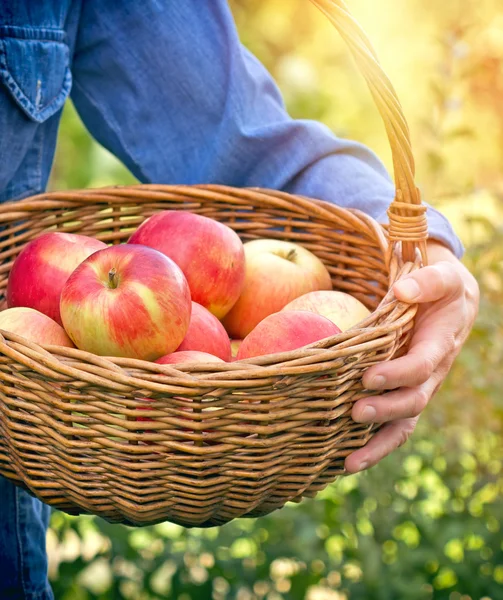 Farmer donna in possesso di un cesto pieno di mele biologiche — Foto Stock