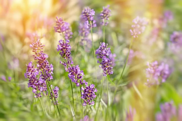 Flores de lavanda iluminadas por la luz solar — Foto de Stock