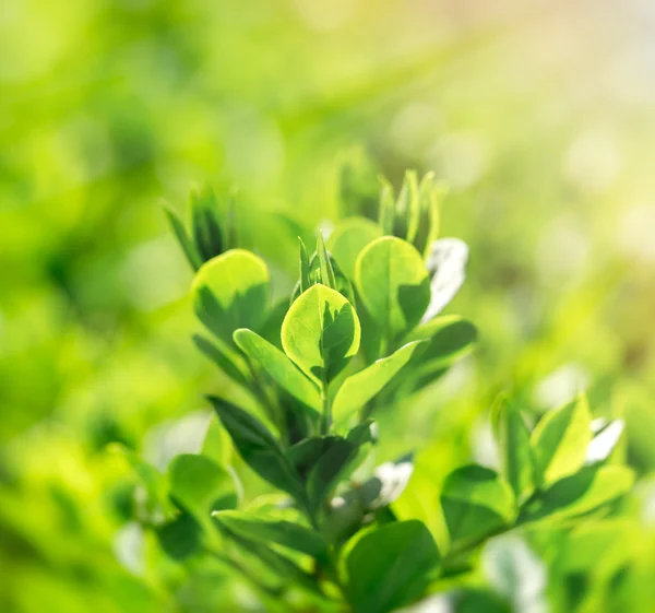 Fresh spring leaves lit by sun rays — Stock Photo, Image