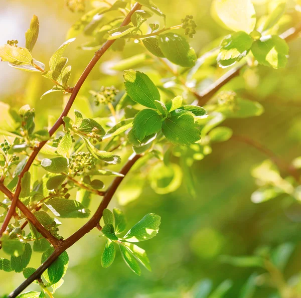 Hojas de primavera iluminadas por la luz solar —  Fotos de Stock