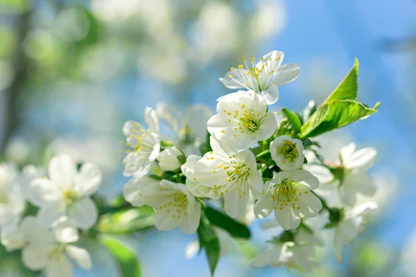 Blooming - Flowering fruit tree — Stock Photo, Image