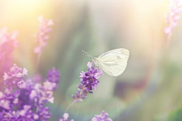 Papillon blanc sur belle fleur de lavande — Photo