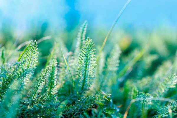 Färsk Våren Gräset Ängen Och Blå Himmel Vacker Natur — Stockfoto