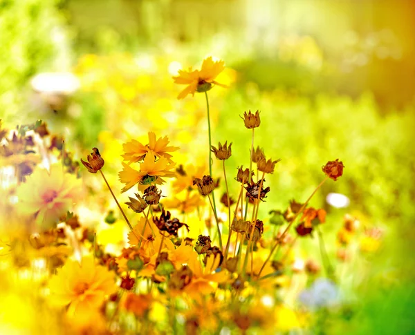 Beautiful yellow flowers in meadow — Stock Photo, Image