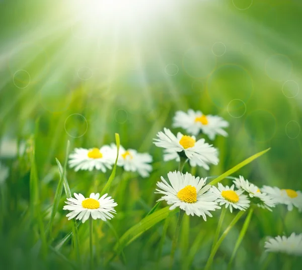 Blommor - våren daisy blommor upplyst av solens strålar — Stockfoto