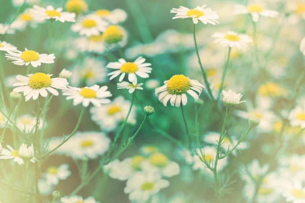 Foco suave na flor de margarida - camomila selvagem iluminada pela luz solar — Fotografia de Stock