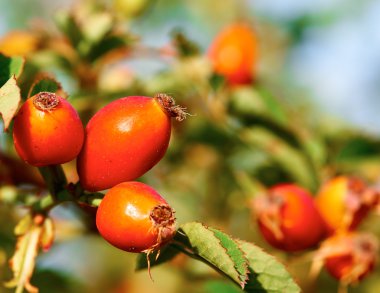 kırmızı gül kalçalar bir dalda