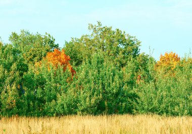 Yeşil olan kırmızı yaprakları ile iki ağaç