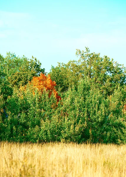 Een boom met rode blaadjes van groene — Stockfoto