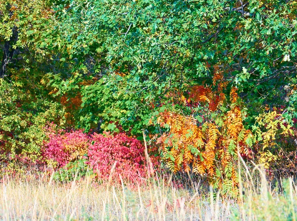 Rode bush en oranje rowan boom onder de groene bomen. Horizontale. — Stockfoto