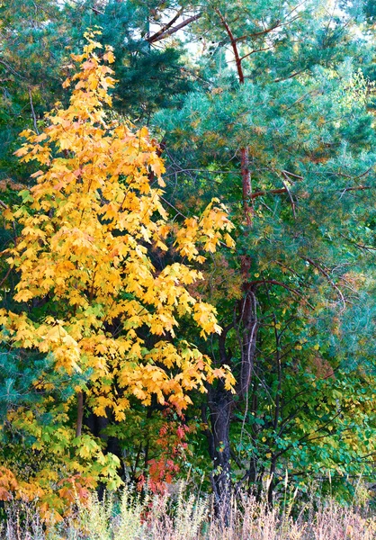 Esdoorn met gele bladeren onder de groene bomen — Stockfoto