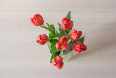 Güneşli bir günde cam bir vazoda kırmızı laleler. Sevilen birinin hediyesi.