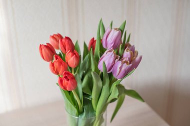 Güneşli bir günde, cam bir vazoda, masanın üzerindeki kırmızı ve mor laleler. Sevilen birinin hediyesi.