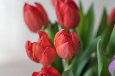 Güneşli bir günde, cam bir vazoda kırmızı laleler. Yaklaş, sevdiğinden bir hediye.