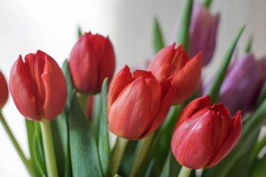 Güneşli bir günde, cam bir vazoda kırmızı laleler. Yaklaş, sevdiğinden bir hediye.