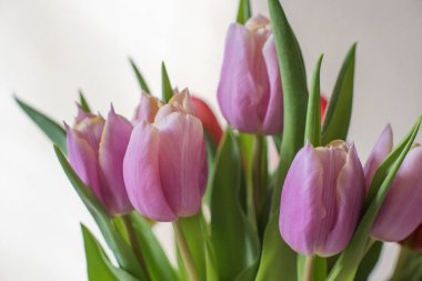 Güneşli bir günde cam bir vazoda, masa üzerindeki leylak laleler. Yaklaş, sevdiğinden bir hediye.