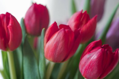 Güneşli bir günde, cam bir vazoda kırmızı laleler. Yaklaş, sevdiğinden bir hediye.