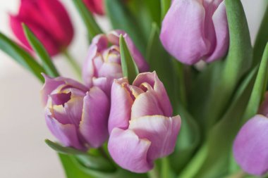 Güneşli bir günde, cam bir vazoda, masada kırmızı ve mor laleler. Yaklaş, sevdiğinden bir hediye.