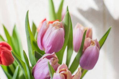 Güneşli bir günde, cam bir vazoda, masada kırmızı ve mor laleler. Yaklaş, sevdiğinden bir hediye.