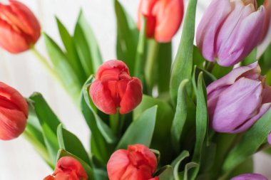 Güneşli bir günde, cam bir vazoda, masada kırmızı ve mor laleler. Yaklaş, sevdiğinden bir hediye.