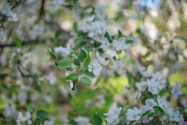 Çiçekli beyaz elma ağacı yumuşak bir odak ile yakın çekim