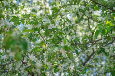 Beyaz çiçek açan elma, yumuşak odaklı filme alınır.