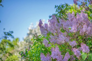 Leylak çalıları açık gökyüzünde çiçek açıyor.
