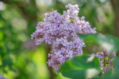 Çiçek açan leylak kümeleri