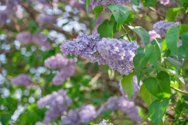 Çiçek açan leylak kümeleri