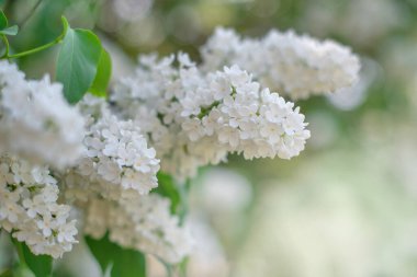 Çalı üzerinde çiçek açan beyaz leylak sürüsü