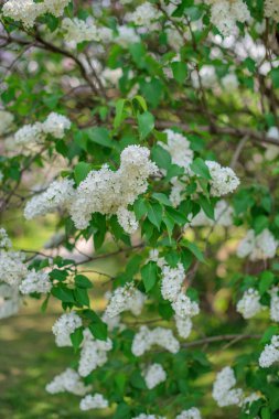 Çalı üzerinde çiçek açan beyaz leylak sürüsü