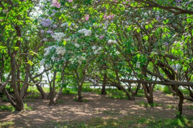 Çiçekli leylak bahçesi, güneşin ışınları delinmiş