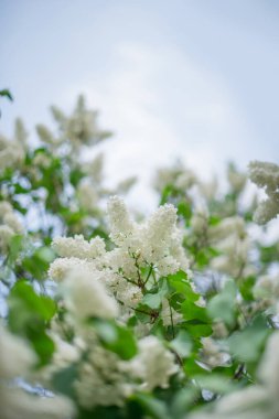 Gökyüzüne karşı açan beyaz leylak