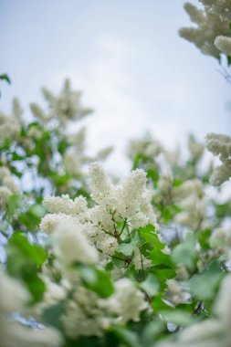 Gökyüzüne karşı açan beyaz leylak