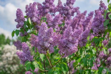 Bulutlu gökyüzüne karşı çiçek açan leylak demetleri