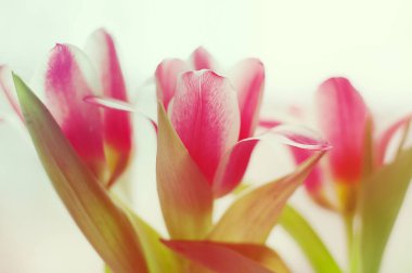 Yumuşak odaklı beyaz çizgili pembe laleler ve arka planda pürüzsüz bulanıklık, tonlu romantik görüntü