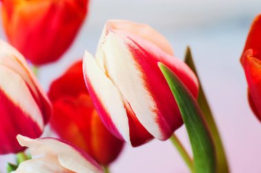 Beyaz kenarlı kırmızı lale diğer renklerle çevrili, yumuşak odak ve küçük tahıl