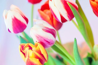 Beyaz kenarlı kırmızı lale pembe ve sarı diğer renkler ile çevrili, yumuşak odak ve küçük tahıl