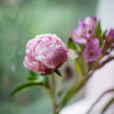 Şakayık pembe tomurcuk, camının arkasında yeşillikler olan pencereye yakın bir yerde, yumuşak odaklı..