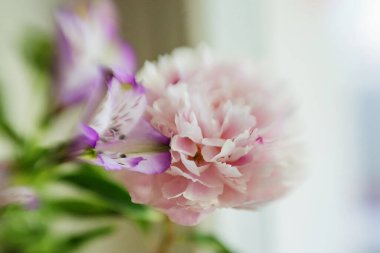 Büyük pembe bir şakayık neredeyse bir vazo ve bir göz karşı bir pencere, yumuşak odaklı ve güçlü bulanık.