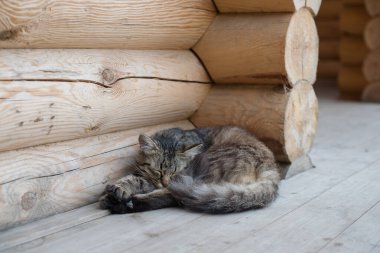 Bir ahşap kulübenin verandasında yatan tüylü kedi.