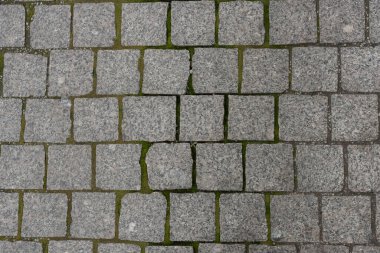 Yosun ile filizlenmiş kaldırım taşları üst görünüm çatlakları