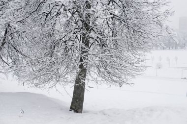 Parkta şiddetli kar yağışı, kar beyazı manzarası