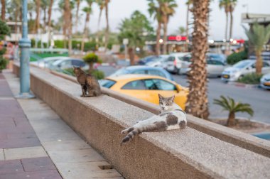 Eilat 'taki kedi sokakta dinleniyor. Sağlıklı hayvan koruyucuları dinleniyor.
